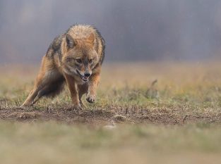 Wolf, Fuchs und Goldschakal