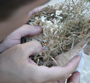 Wildnispädagogik Nationalpark Kalkalpen  