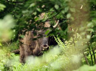 Wilde Wisente im Wald