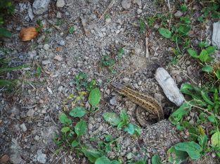 Wildniswandern im Vogelgebirge