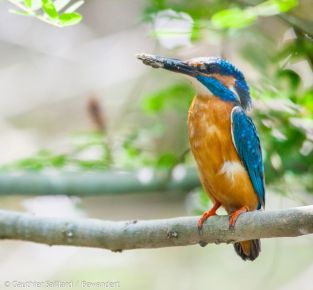 Vogelwelten in den Marchauen