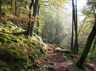 Drei Tage im Vogelgebirge