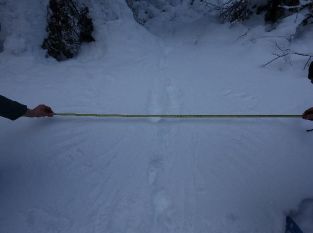 Spurenrätsel: Gefieder im Schnee