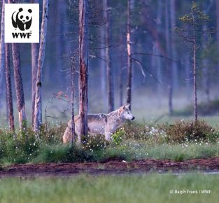 Wolf und Mensch - Mythen, Monitoring und Miteinander