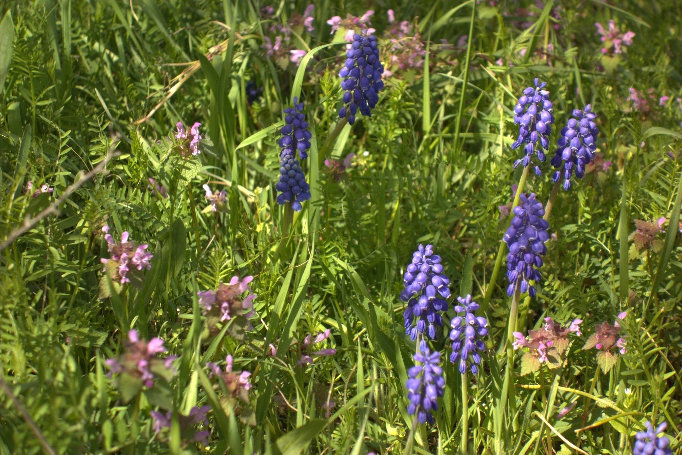 Frühling in den Karpaten