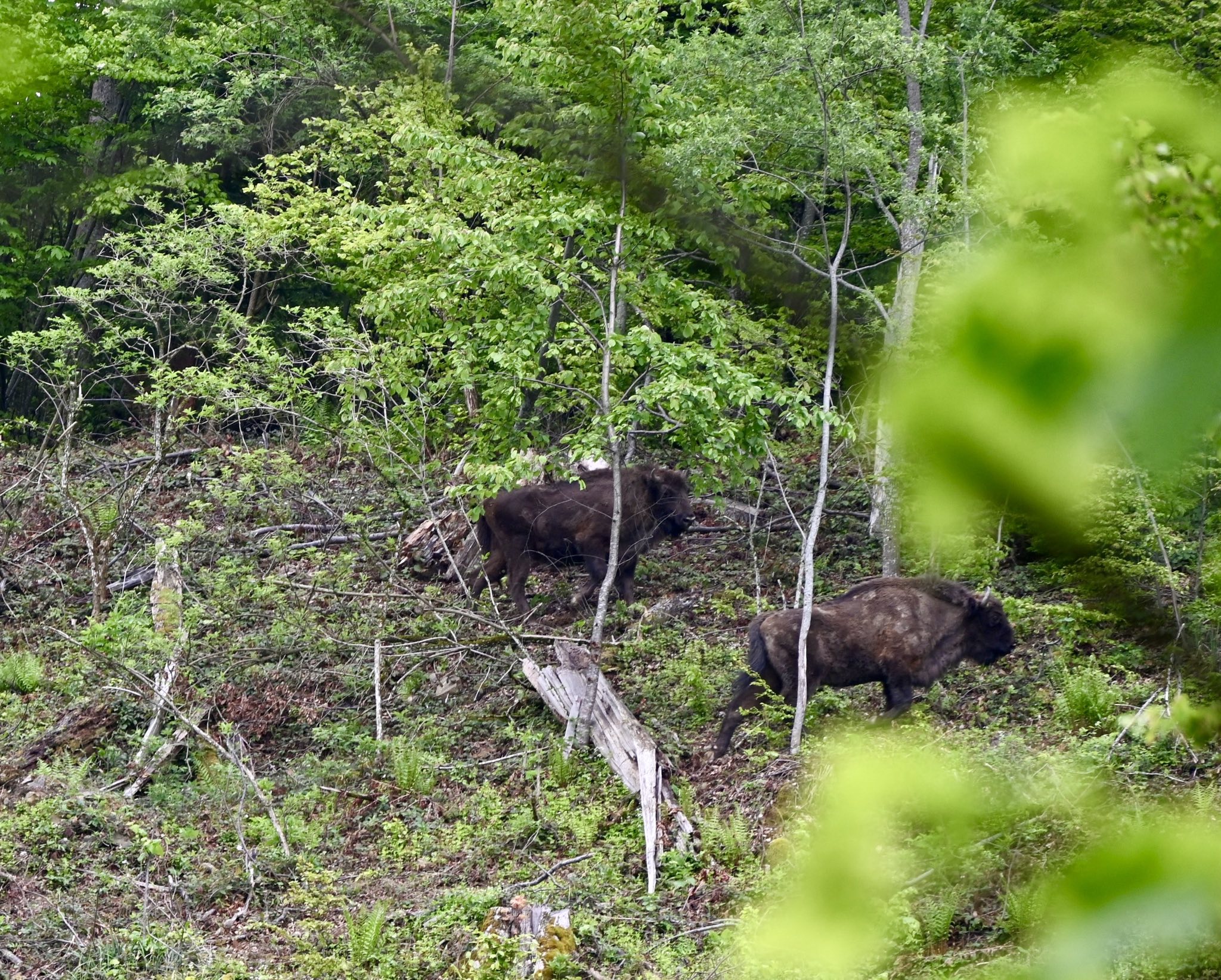 signal 2025 05 07 190342