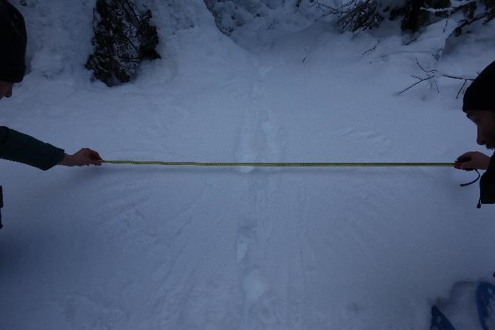 Gefieder im Schnee