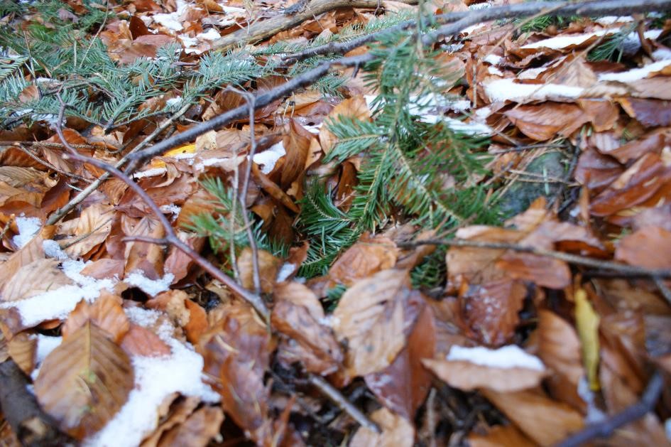 Trittsiegel im Laub auf Fichtenzweig