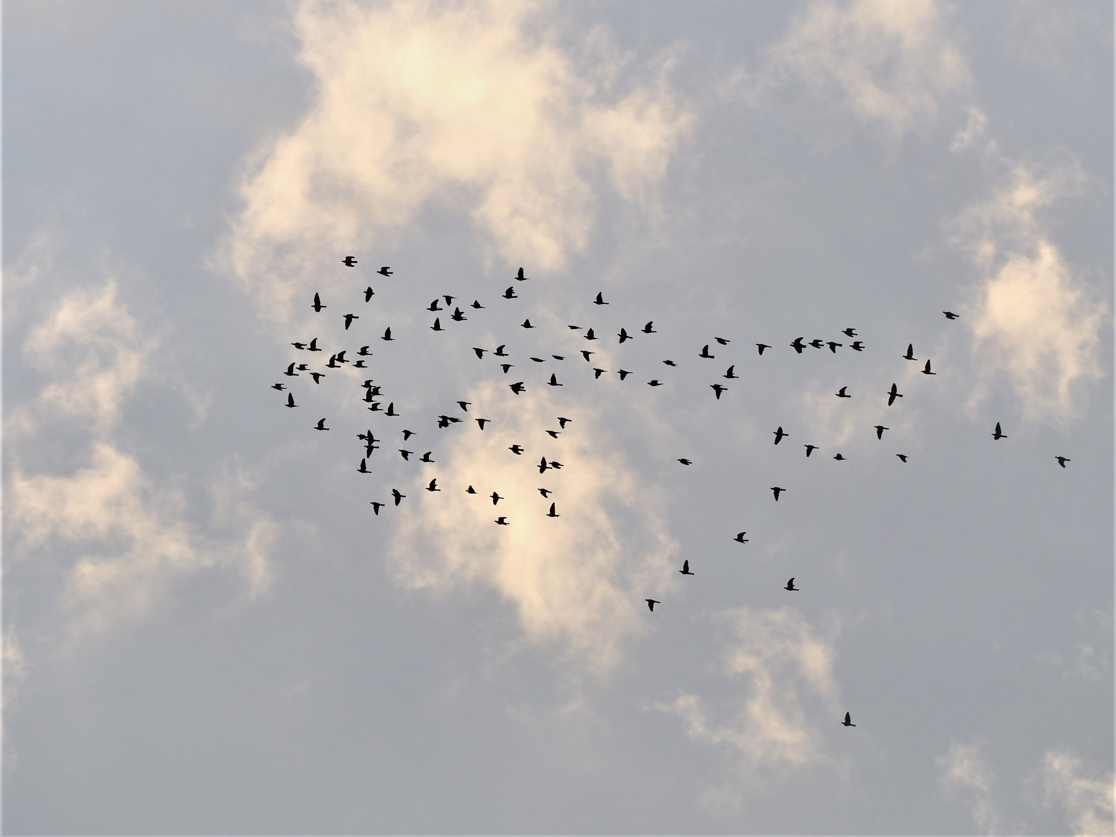 Titel Vogelwelten bearbeitet
