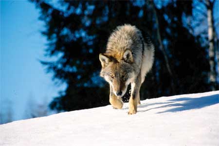 Winter Wolf 1