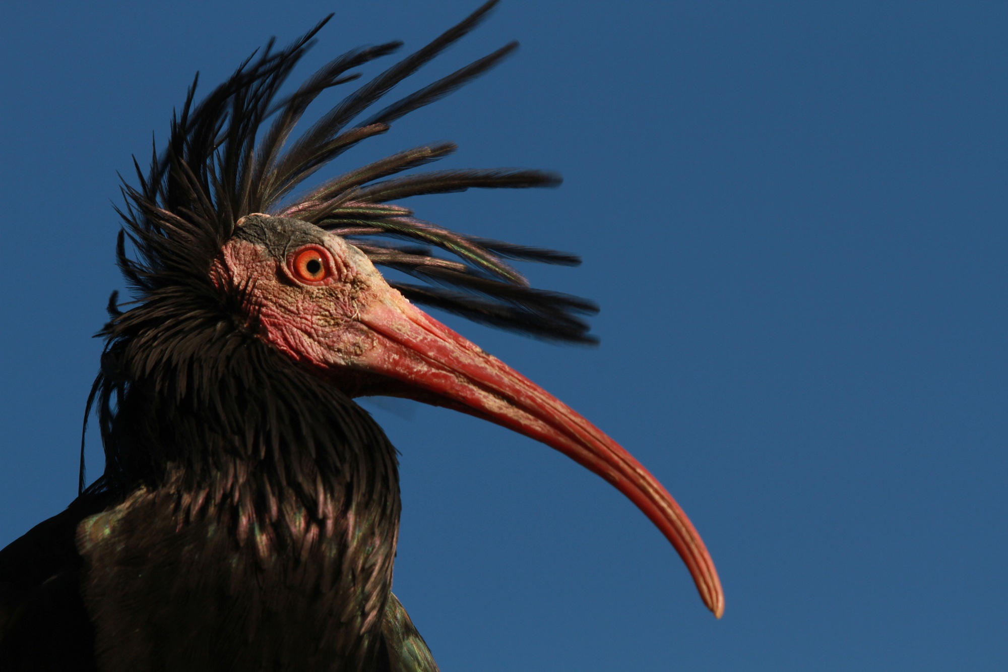  Waldrappteam LIFE Northern Bald Ibis 11